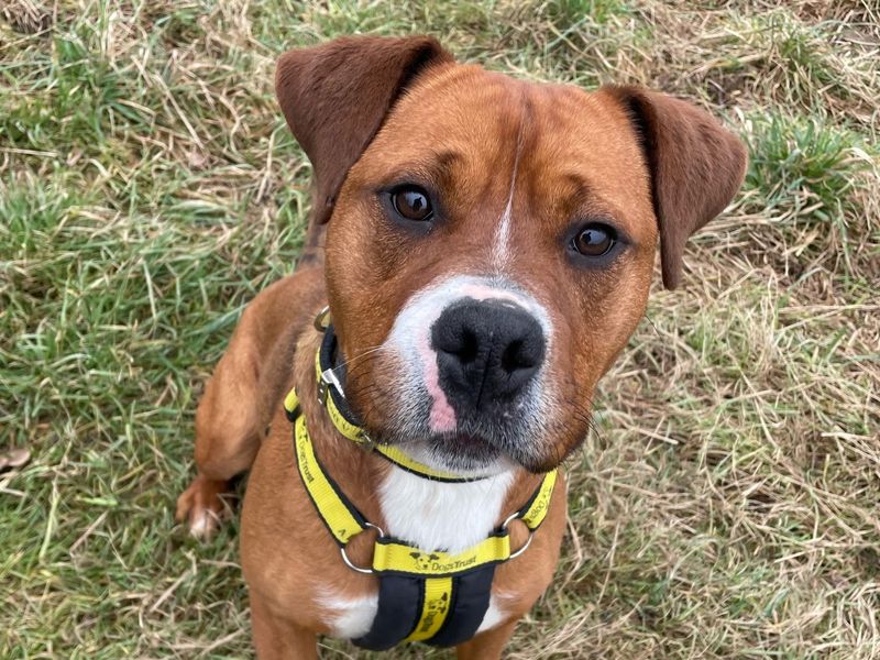 Bracken | Terrier (Staffordshire Bull) | Shrewsbury (Shropshire) - 1