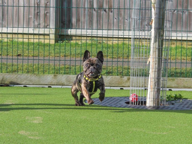 Pixie | French Bulldog | Evesham (Worcestershire) - 1