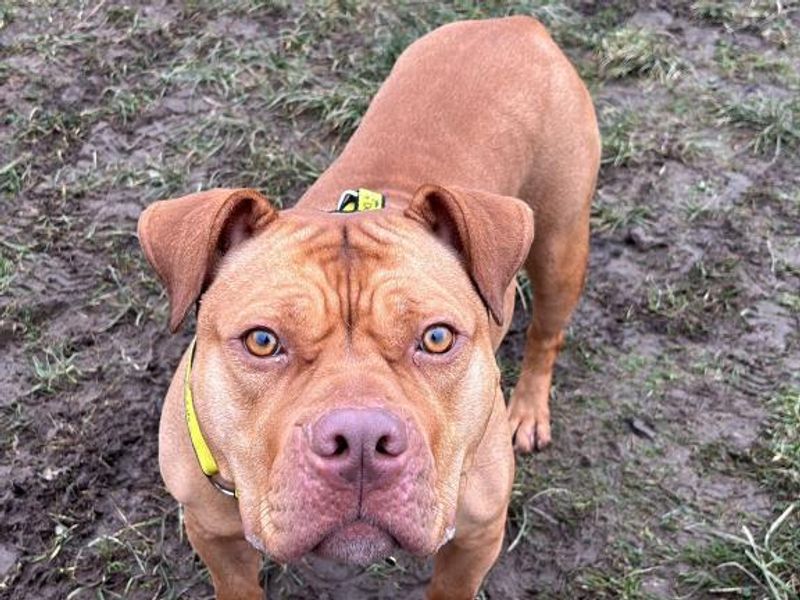 Shelby | American Bulldog | Shrewsbury (Shropshire) - 1