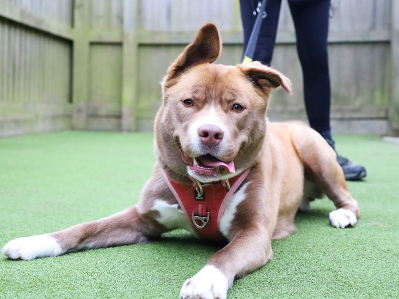 Peanut | Siberian Husky Cross | Leeds - 1