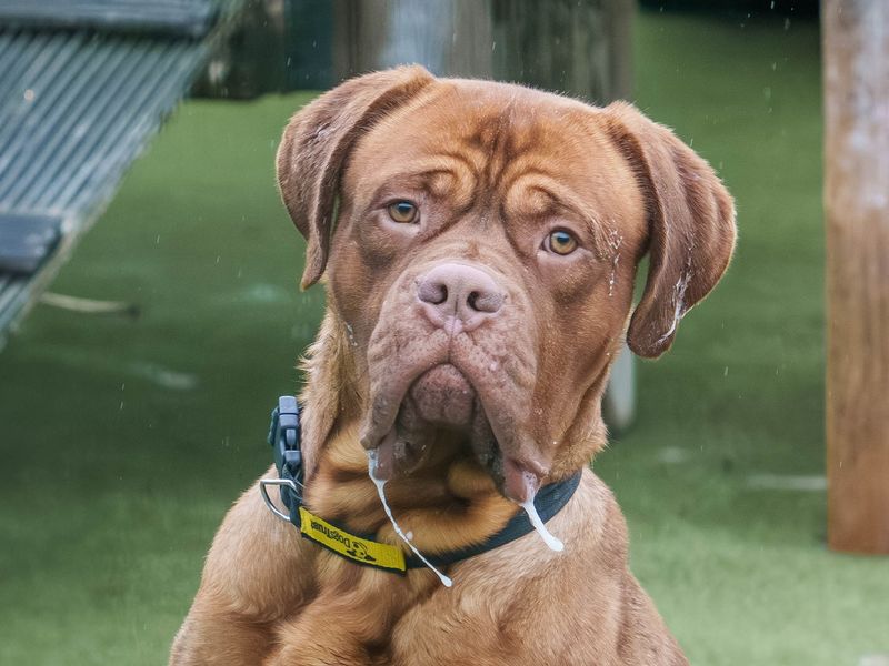 Meeko | Dogue De Bordeaux | Loughborough - 1