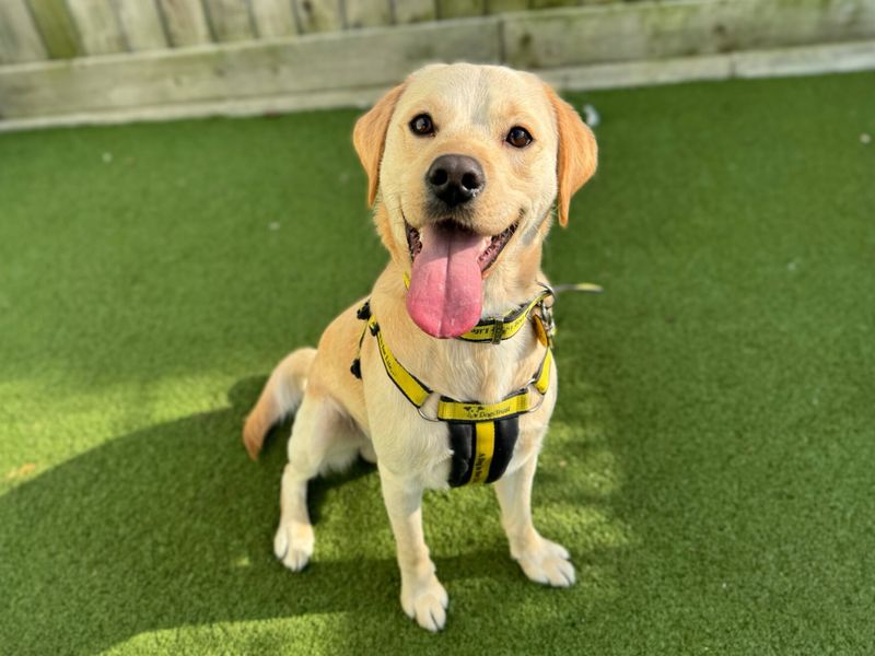 Bertie | Retriever (Labrador) Cross | Snetterton (Norfolk) - 1