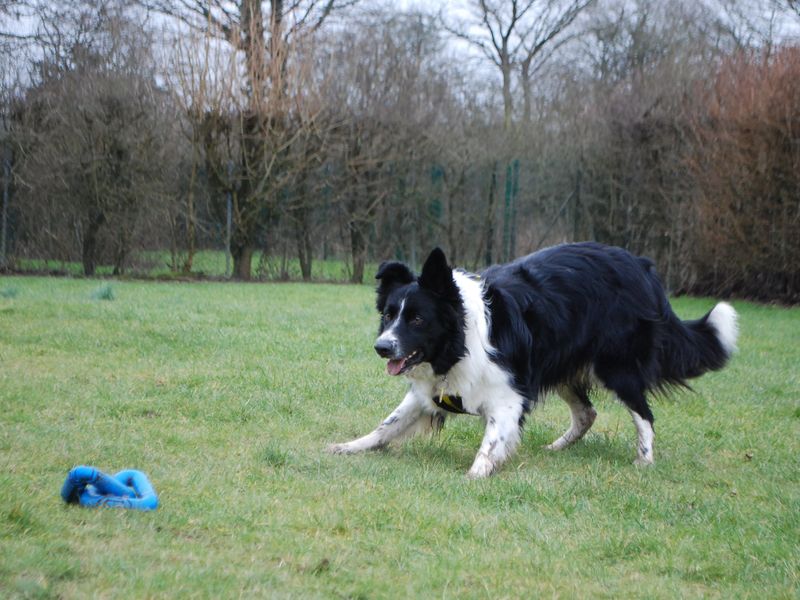 Toby for sale in Newbury, Berks