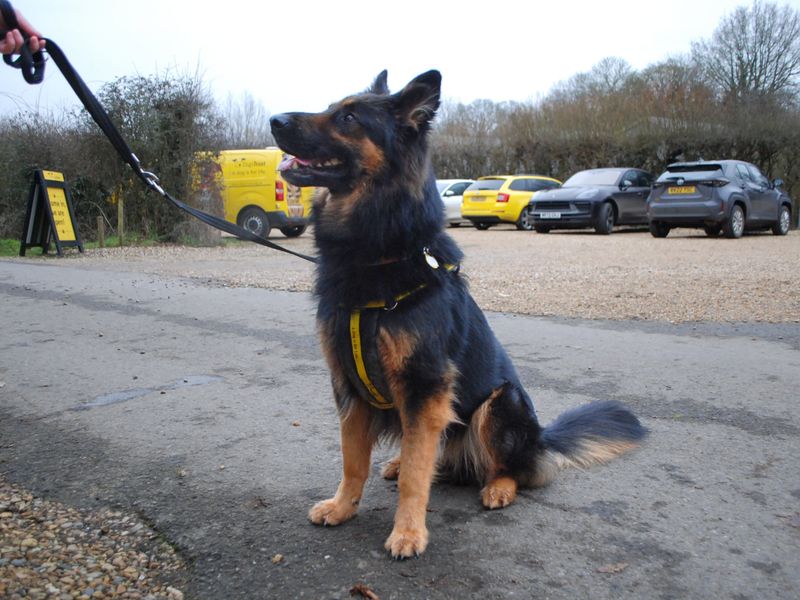 Benji | German Shepherd Dog | Newbury (Berkshire) - 1