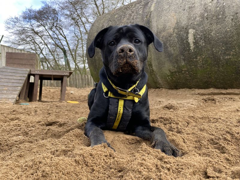 Jackson | Retriever (Labrador) Cross | Ilfracombe - 1