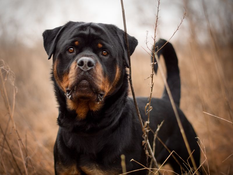 Buster for sale in Kenilworth, Warks - Image 4