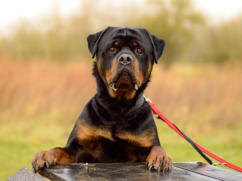 Buster for sale in Kenilworth, Warks - Image 3