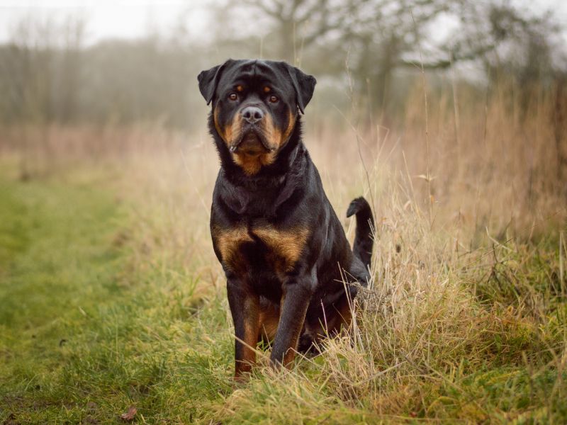 Buster | Rottweiler | Kenilworth (West Midlands) - 1