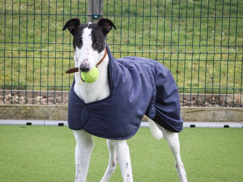 Deano | Greyhound | Evesham (Worcestershire) - 1