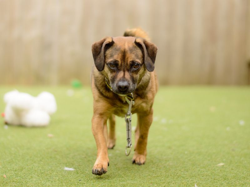 Colby | Pug Cross | Kenilworth (West Midlands) - 1