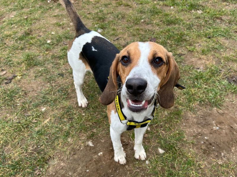 Rexton | Beagle | Snetterton (Norfolk) - 1