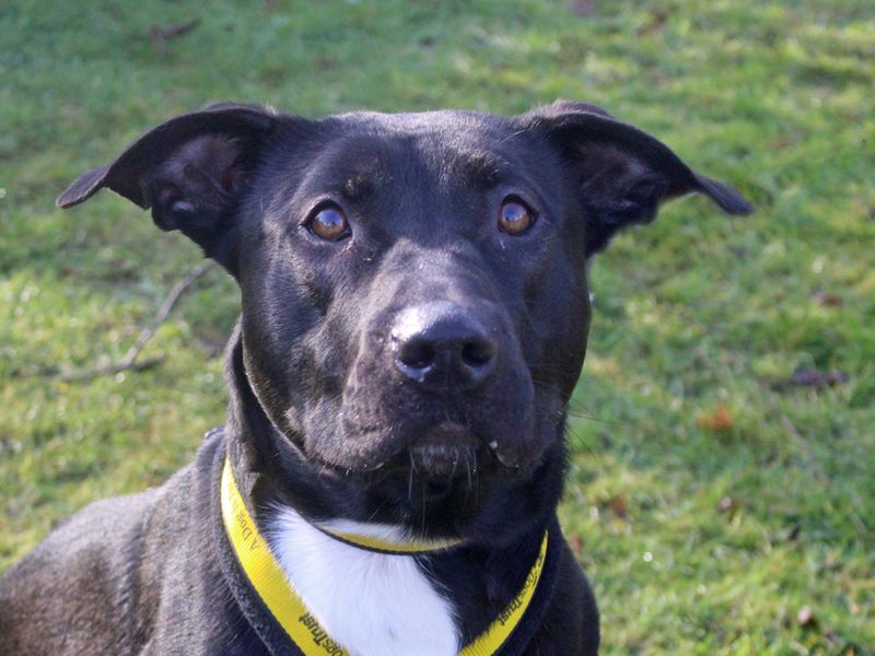 Alice | Retriever (Labrador) Cross | Merseyside (Liverpool) - 1