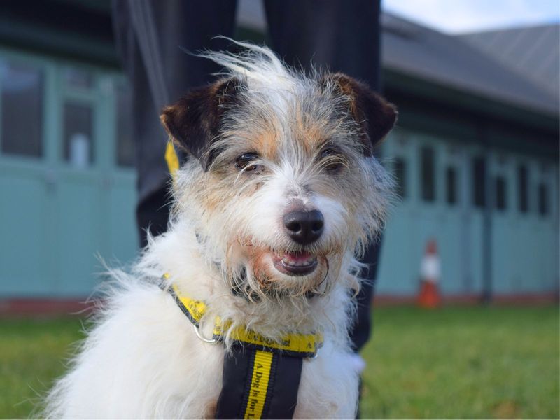 Ottlie | Terrier (Jack Russell) Cross | Harefield West London - 1