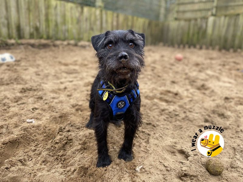 Rupert | Terrier (Patterdale) | Ilfracombe - 1