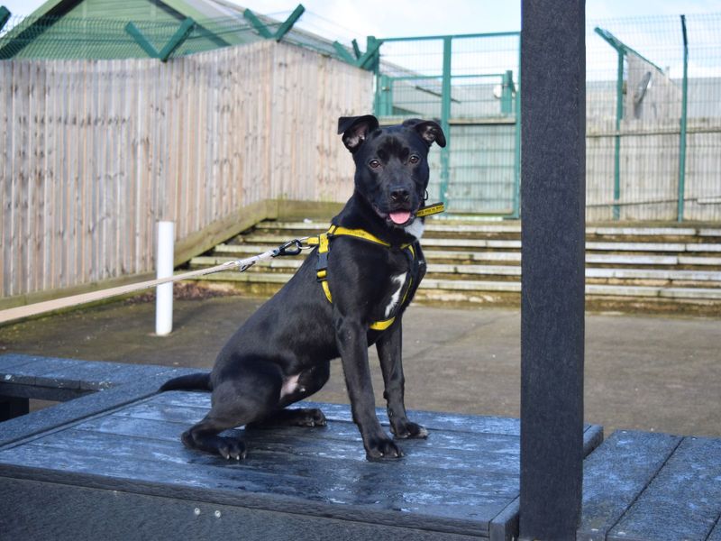 Beetle | Terrier (Staffordshire Bull) Cross | Harefield West London - 1