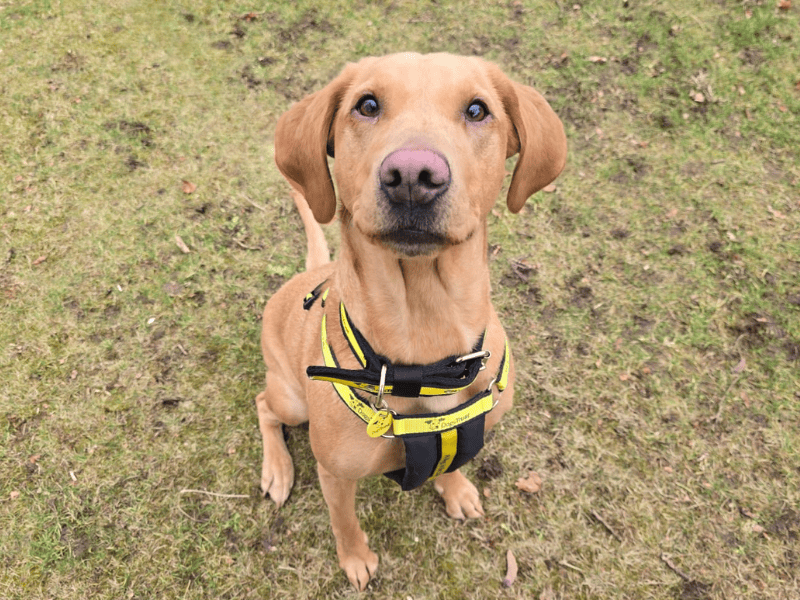 Poppy | Retriever (Labrador) | Dundee rehoming - 1