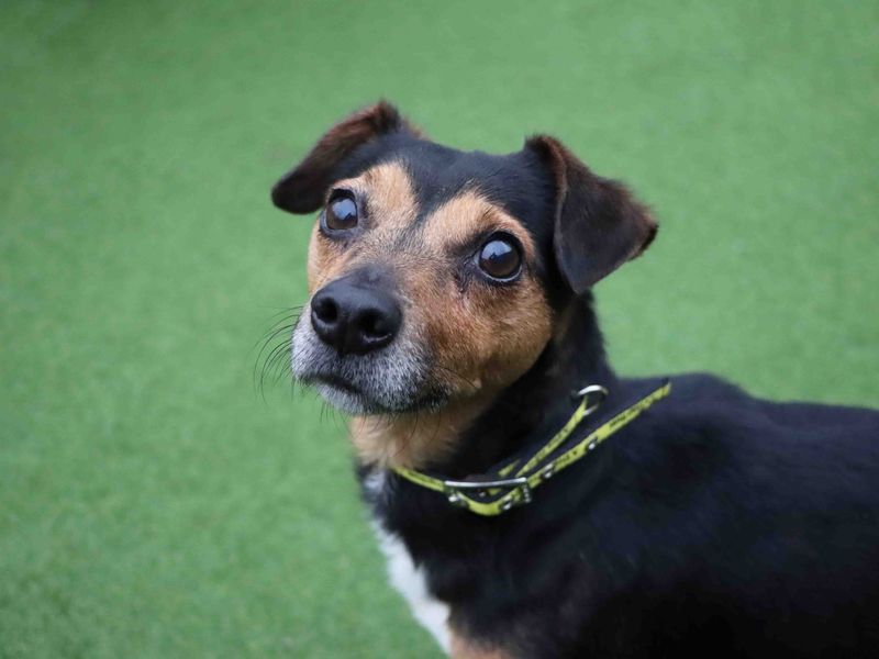 Max | Terrier (Jack Russell) | Darlington - 1