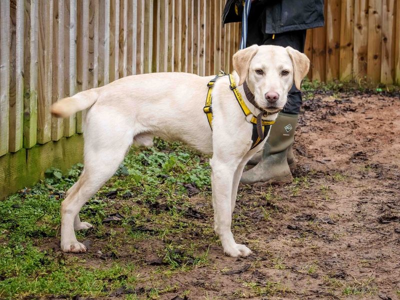 Buddy | Retriever (Labrador) | Loughborough - 1