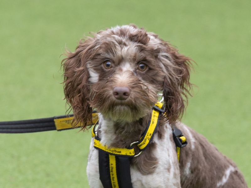 Raisin for sale in Wymeswold, Leicestershire