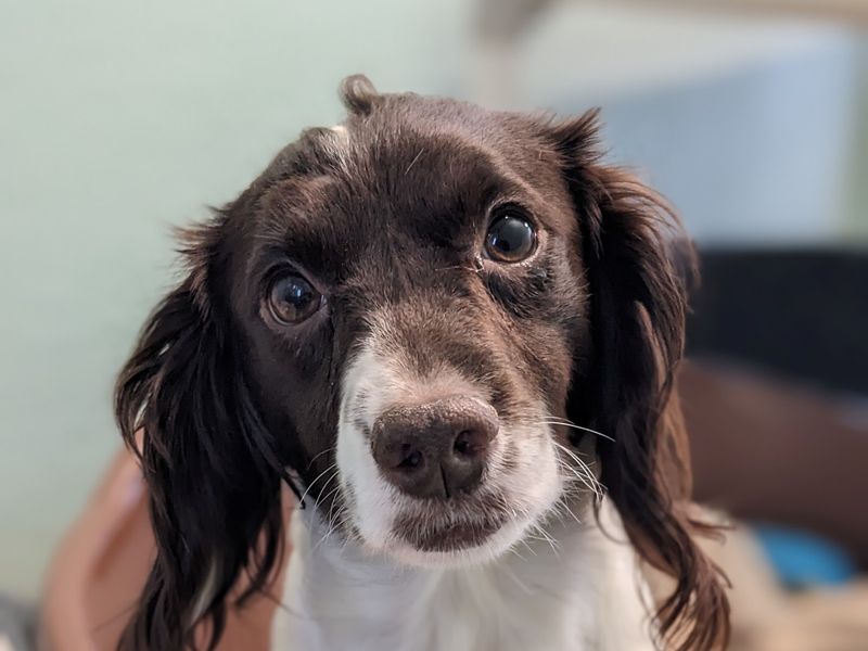 Esme | Spaniel (Cocker) | Loughborough - 1