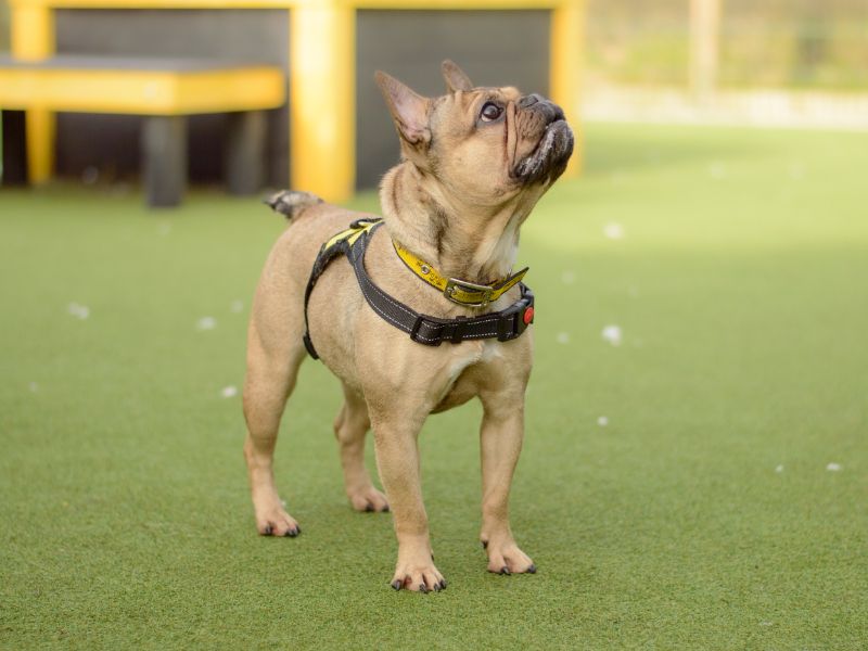 Francesca | French Bulldog | Kenilworth (West Midlands) - 1