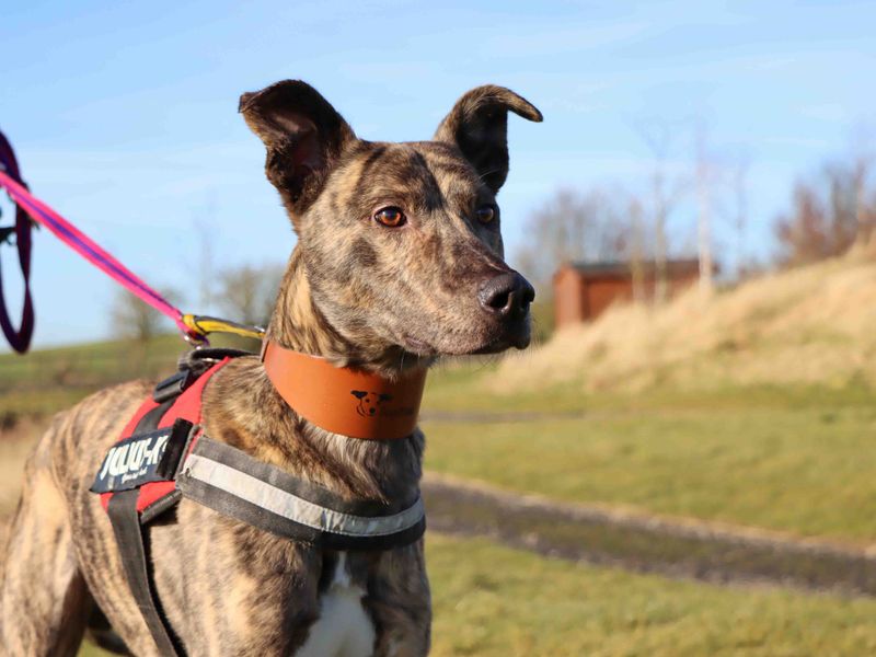 Tigger | Lurcher Cross | Darlington - 1