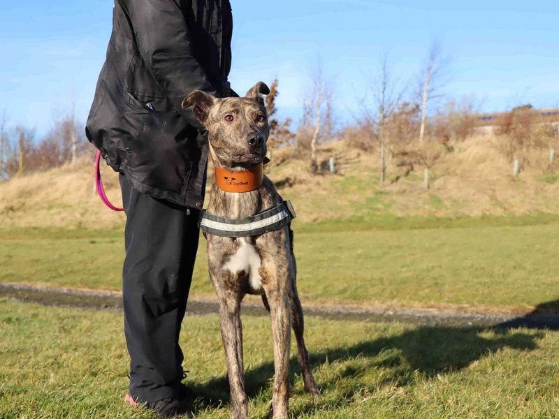 Tigger for sale in Sadberge, Co Durham - Image 3