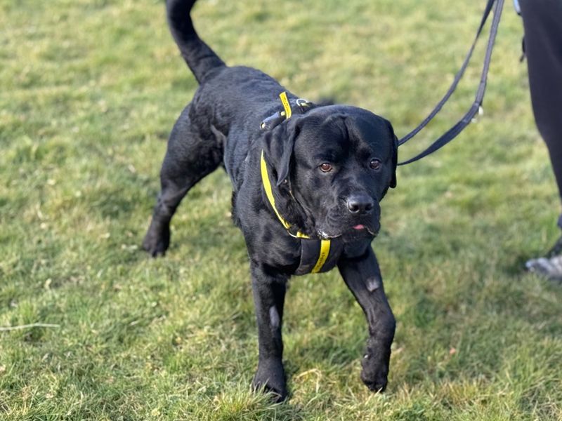 Archie | Retriever (Labrador) Cross | Shrewsbury (Shropshire) - 1