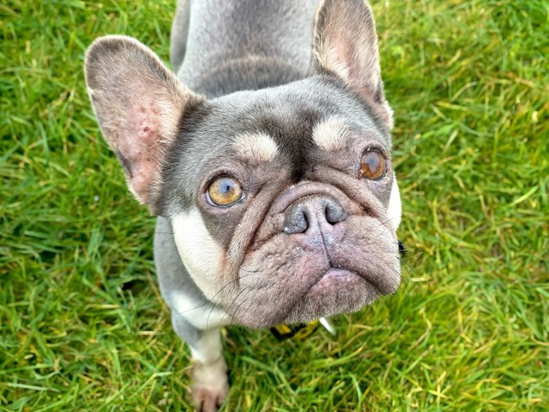 Pinky | French Bulldog | Basildon (Essex) - 1