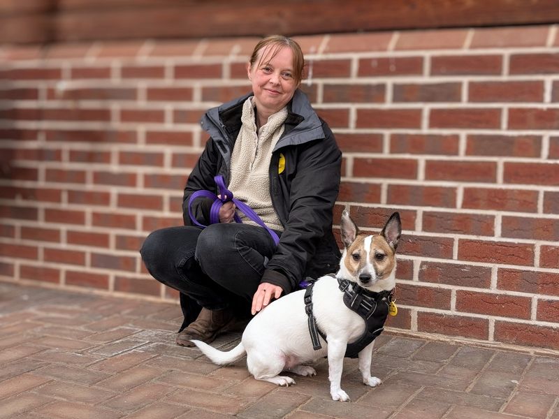 Beatie | Terrier (Jack Russell) | Loughborough - 1