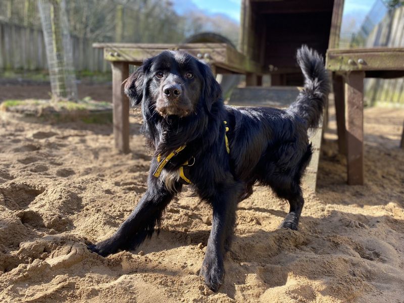 George | Retriever (Golden) Cross | Ilfracombe - 1