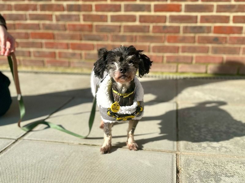 Becky | Shih Tzu Cross | Canterbury - 1