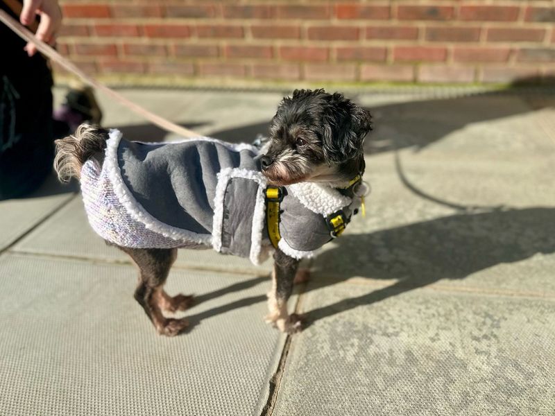 Becky for sale in Chestfield, Kent - Image 4