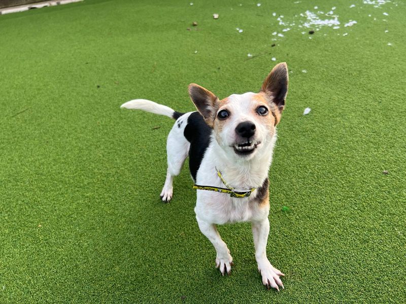 Bella | Chihuahua (Smooth Coat) Cross | Cardiff - 1