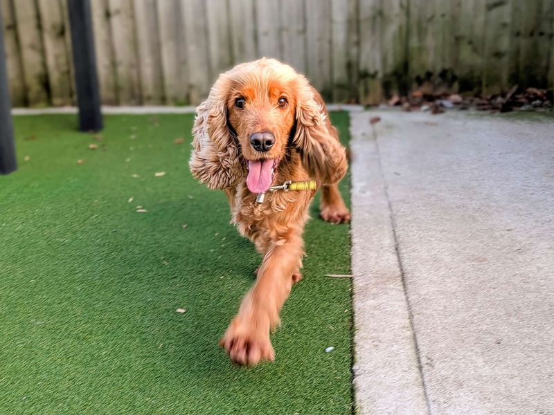 Dotty | Spaniel (Cocker) | Cardiff - 1