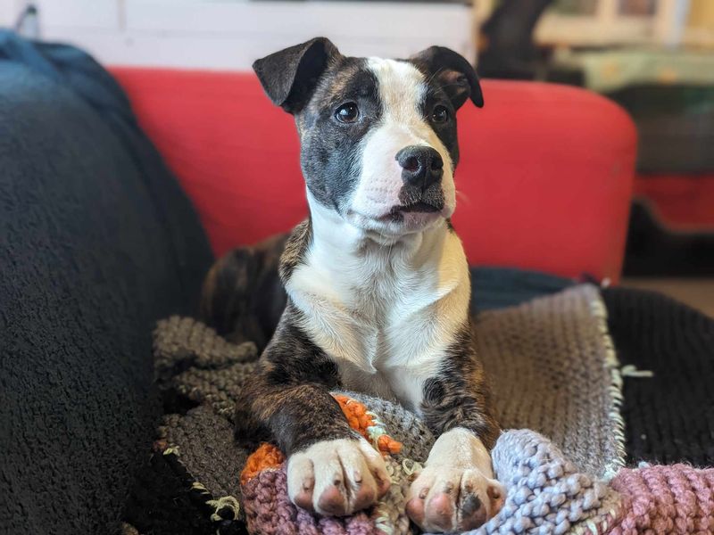 Axel | Terrier (Staffordshire Bull) Cross | Bridgend (Wales) - 1