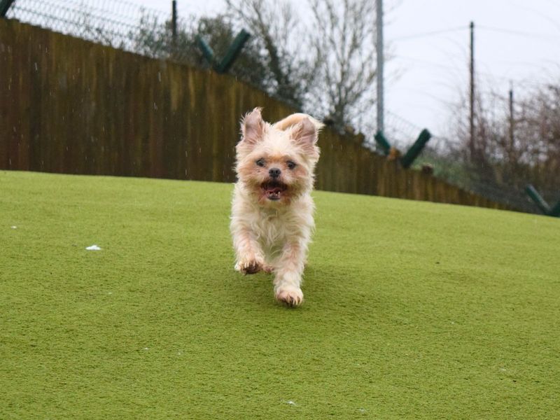 Minnie and Milo for sale in Uxbridge, London