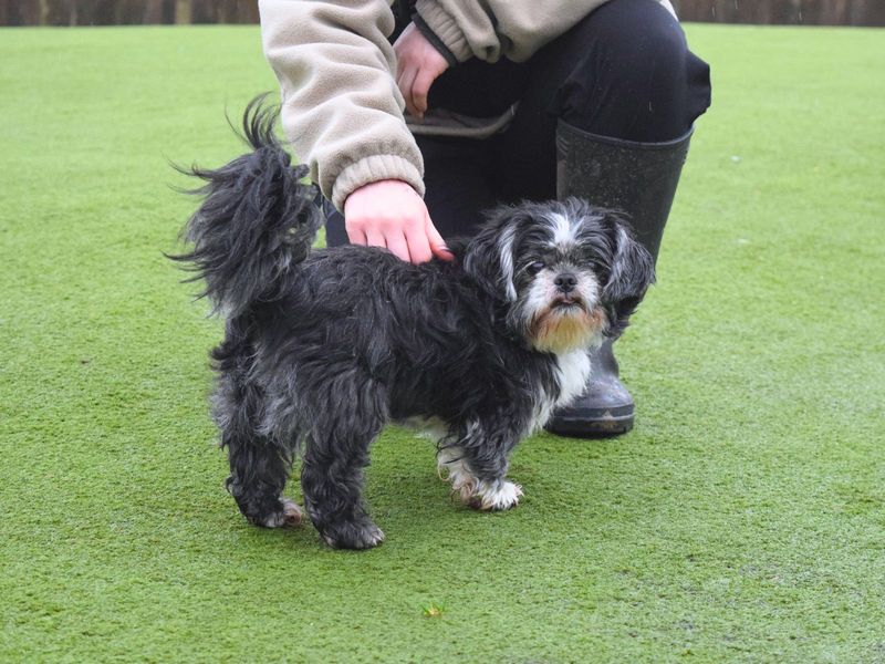 Minnie and Milo for sale in Uxbridge, London - Image 3