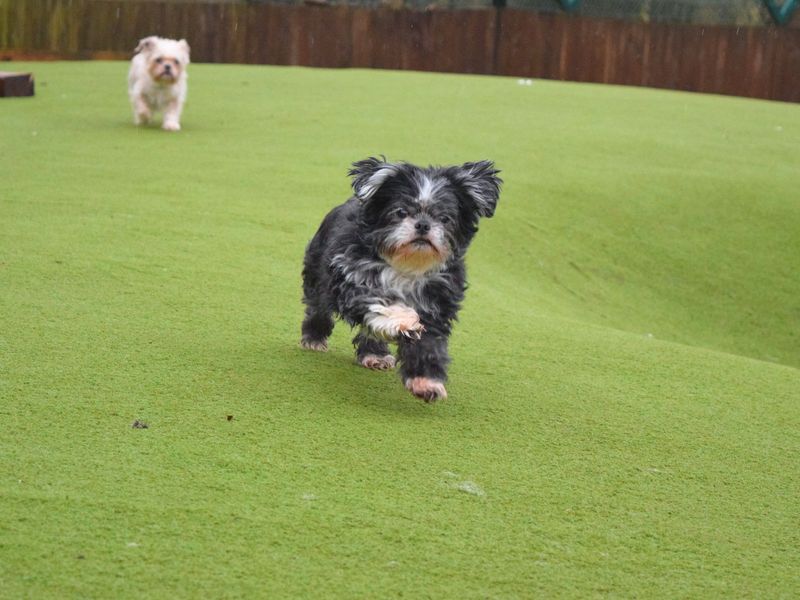 Minnie and Milo for sale in Uxbridge, London - Image 6