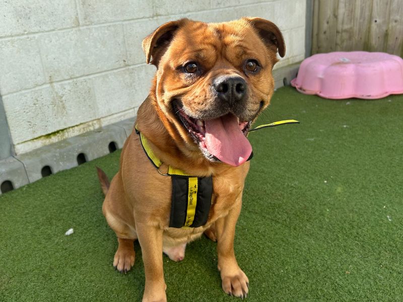 Bear | Dogue De Bordeaux Cross | Snetterton (Norfolk) - 1