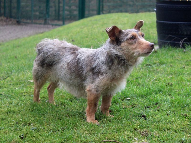 Cookie | Terrier (Jack Russell) Cross | Merseyside (Liverpool) - 1