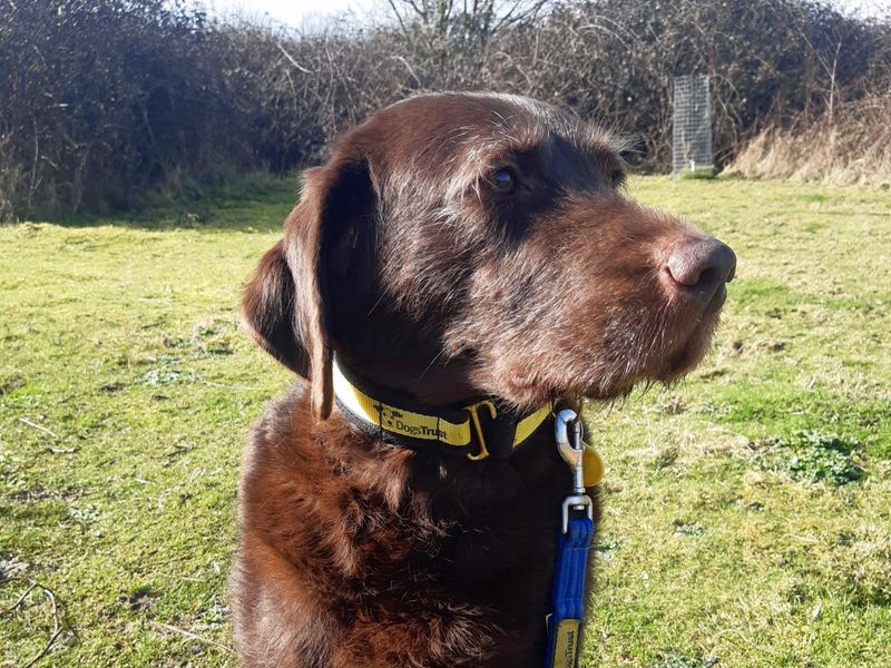 Crystal | Retriever (Labrador) | Shoreham (Sussex) - 1