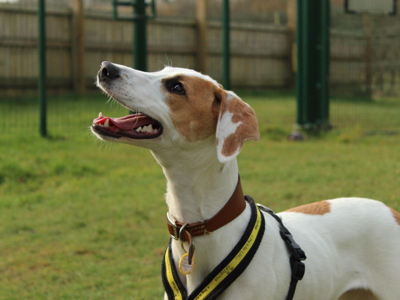 Stella | Greyhound Cross | Newbury (Berkshire) - 1