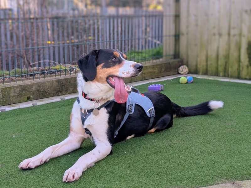 Bailey | Collie (Border) Cross | Cardiff - 1