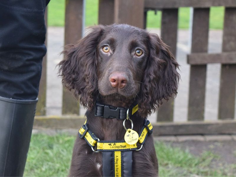 Rascal for sale in Uxbridge, London