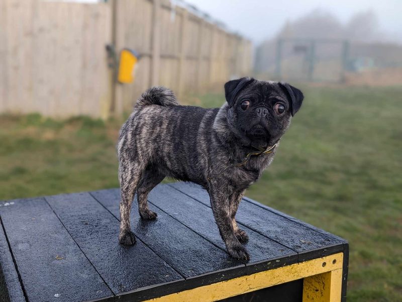 Peggy for sale in Mid Glamorgan, Wales - Image 1