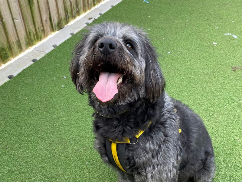 Wilf | Poodle (Miniature) Cross | Loughborough - 1