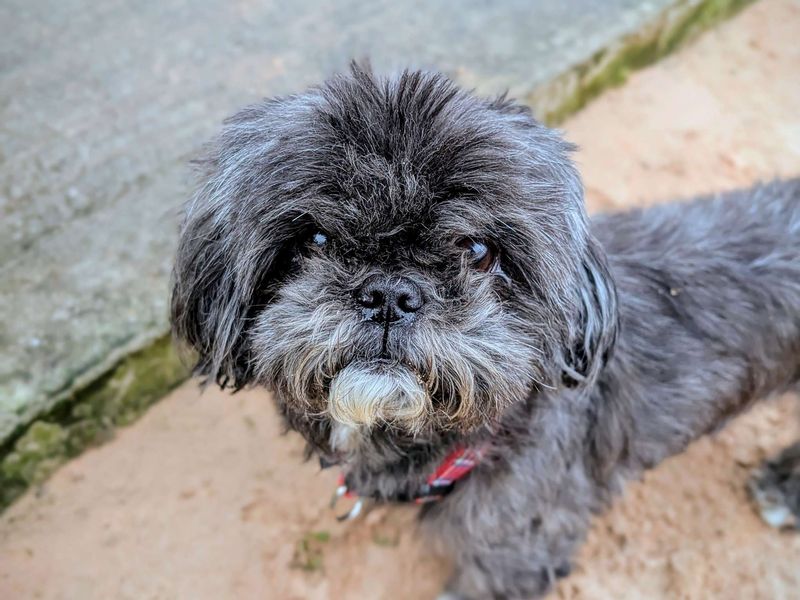 Dolly | Shih Tzu | Cardiff - 1