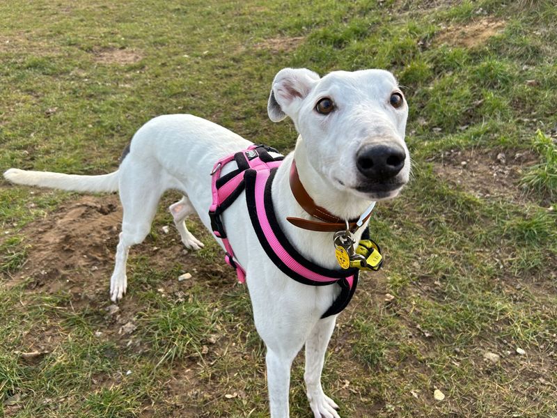 Ernie | Greyhound | Snetterton (Norfolk) - 1