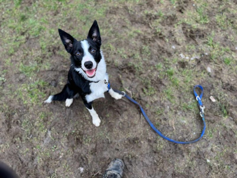 Benji | Collie (Border) | Bridgend (Wales) - 1